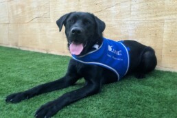 ENZO Y GUATEQUE - PERRO DE SERVICIO PARA NIÑOS CON TEA
